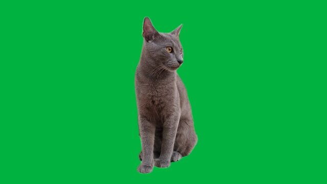 A young Russian Blue cat with striking yellow eyes gazes around and grooms itself against a vivid green backdrop