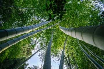 Rolgordijnen forest with tall bamboo and green leaves © Sofiia