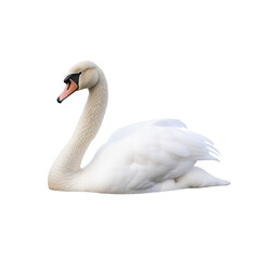 swan on the water