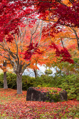 Naklejka premium 日本 青森県黒石市の虹の湖の紅葉
