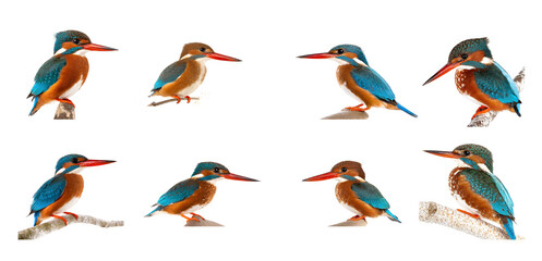 set of colorful Kingfishers birds isolated on white background, cutout
