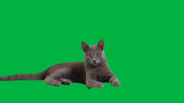 A Russian Blue kitten lounges and grooms on a green backdrop, eyes darting curiously