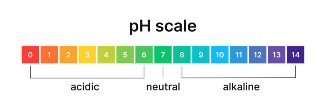 Ph level of acid and alkaline balance. Scale indicator for litmus paper test. Vector isolated infographics on white background.