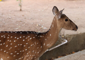 Photo of a beautiful female deer.