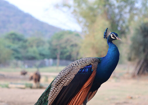 A photo of a beautiful peacock.