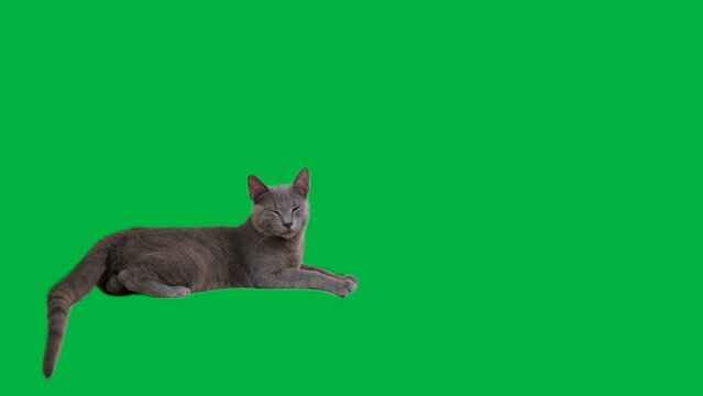A Russian Blue kitten lounges and grooms on a green backdrop, eyes darting curiously