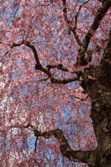 青空の下の満開のピンクの枝垂れ桜の木　