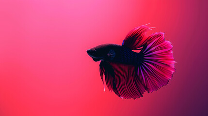 A mesmerizing shot of a betta fish in a dynamic pose, its flowing fins creating an elegant silhouette against a solid magenta background.