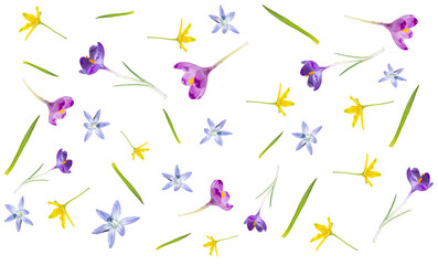  Seamless pattern from different spring flowers isolated on a white background. Top view. Springtime Florals