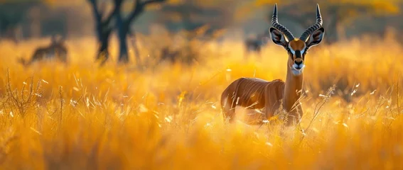 Crédence de cuisine en verre imprimé Antilope Impala and antelope roam the grassy savannah, surrounded by the beauty of nature and wildlife