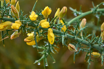 The yellow flower of the gorse