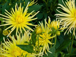 Yellow dahlia in the garden.