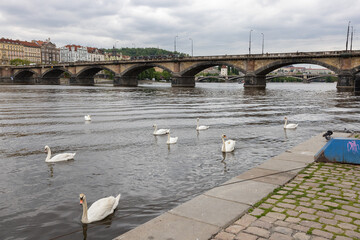 bridge over river and swans in Praque