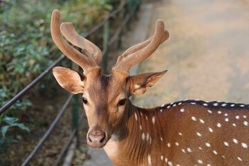Photo of a male deer with beautiful antlers.