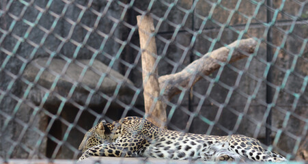 Naklejka na ściany i meble leopard resting on the tree.