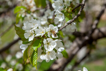 Close up view of working honeybee on white flower of sweet cherry tree. Collecting pollen and...