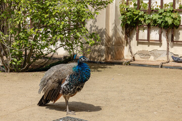 peacock in the park