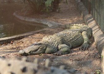 Fototapeta premium A picture showing a large crocodile lying on the edge of a water puddle.