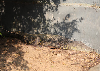 A picture showing a large crocodile lying on the ground.