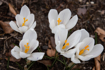 地面から生えている満開の白いクロッカスの花