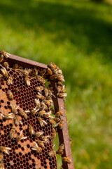 Working bees in a hive on honeycomb. Bees inside hive with sealed and open cells for their young..