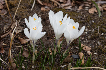 地面から生えている満開の白いクロッカスの花