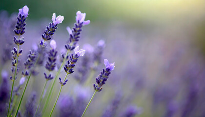 close up shot of lavender flowers