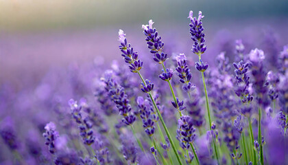 close up shot of lavender flowers