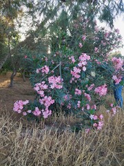 flowers in the garden 