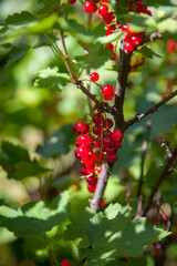 Fototapeta premium Branch of ripe red currant on currant bush in a garden.