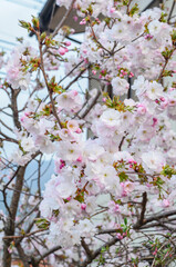The flowers are white and have a soft and pure beauty