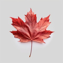 Vibrant red maple leaf isolated on white background