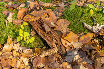 Fallen leaves on the ground in the forest. Autumn background.