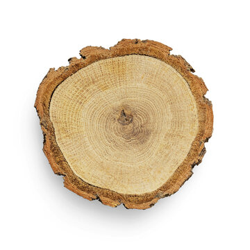 section of tree cut to see the rings, with transparent background and shadow