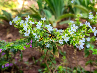 A Phimenes flavopictus wasp is trying to get nectar from white flowers, its yellow and black markings contrasting with the petals. Lush green foliage forms a vibrant backdrop.