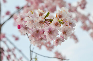 Pink cherry blossoms bloom on branches in sunny spring in Nagano Japan