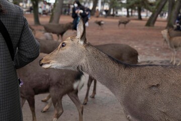 buck, stag, antlers, brown, donkey, antelope