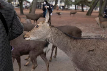 Foto op Canvas buck, stag, antlers, brown, donkey, antelope © KIKUTI