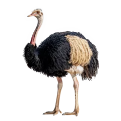 Fotobehang Isolated Ostrich Standing Side View © PNG-Universe