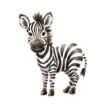 cute zebra vector illustration in watercolour style
