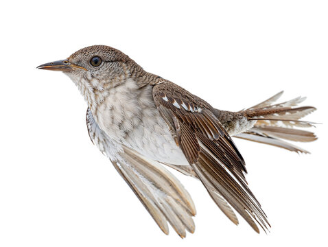 Close-Up Image of a flying Nightingale