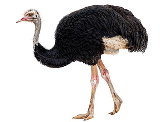 Magnificent Ostrich Full Body Isolation