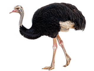 Magnificent Ostrich Full Body Isolation