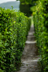 Fototapeta premium A row of green hedge