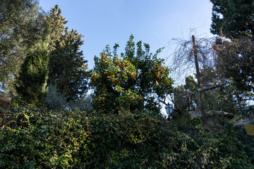 A tree with oranges on it is in the middle of a forest