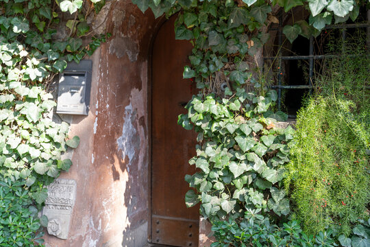 A door with ivy growing up the side of it