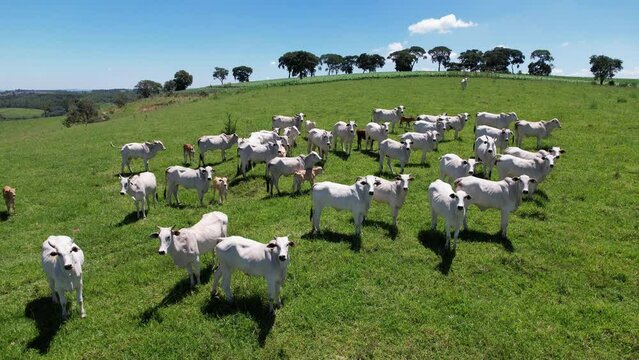 Nelore cattle in a green pasture on a farm in S&atilde;o Paulo, SP.