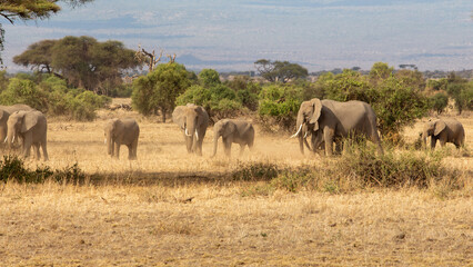 A herd of African Elephants in Amboseli National Park, Kenya