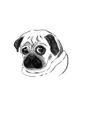 pug illustration on white background