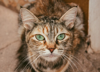 Feline Majesty: Portrait of a Graceful Cat